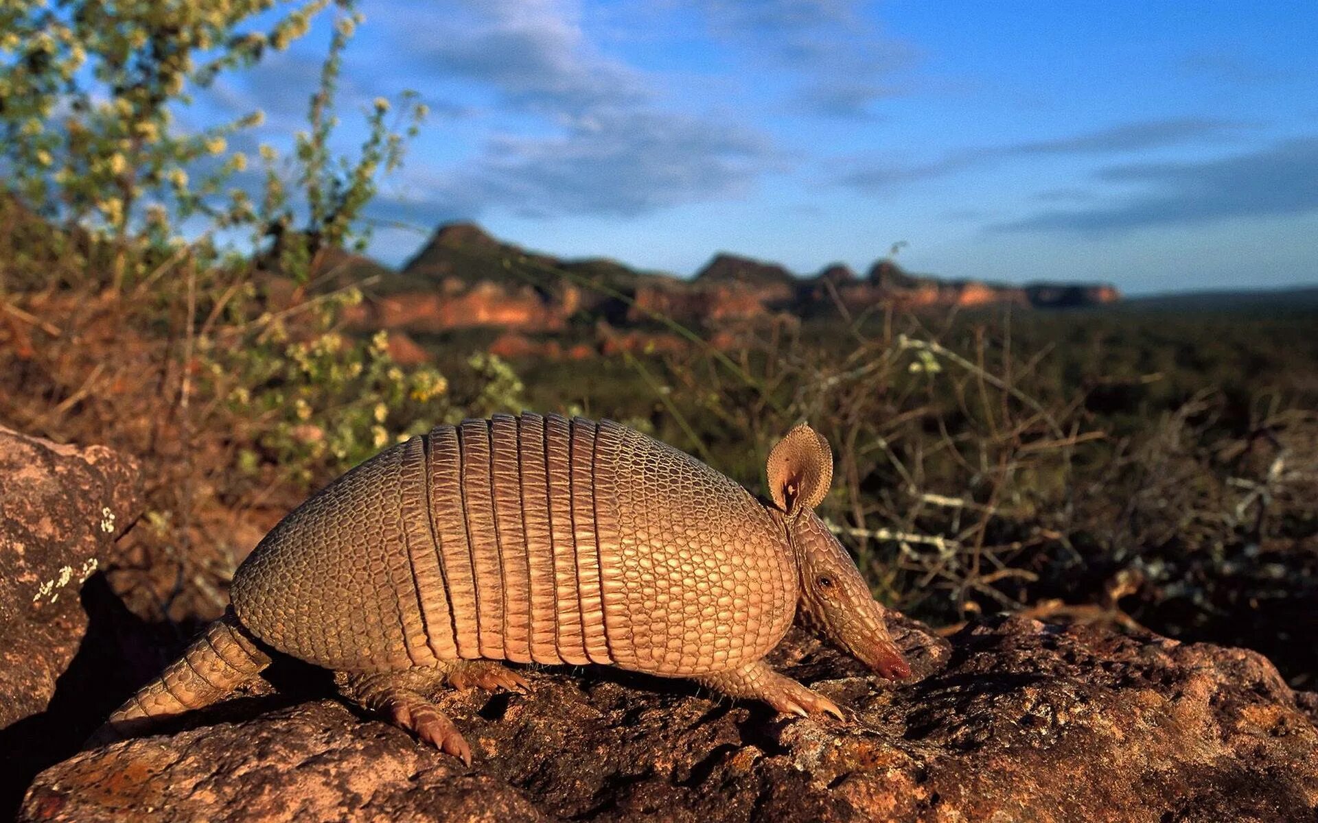 Дарвинов нанду. Саванны и редколесья южной америки животные. Саванны южной америки животный мир. Животные южной америки муравьед. Животные саванны льянос.