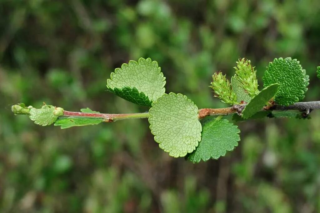 Береза карликовая Betula Nana. Карликовые берёзы (Ёрник. Betula Nana лист. Карликовая береза кустарник