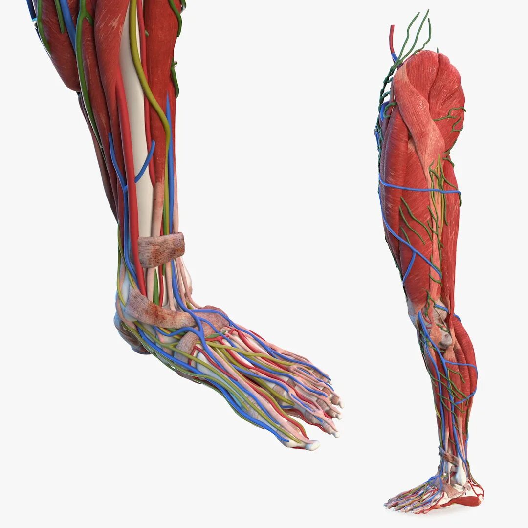 Legs 3d model