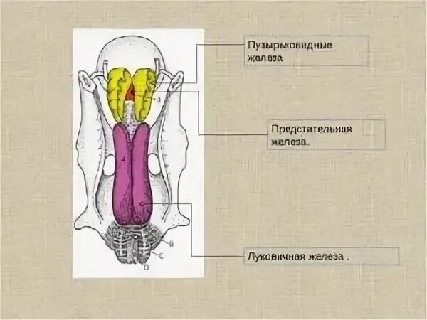 Придаточные железы мужчины. Пузырьковидная железа. Луковичная железа у животных. Луковичные железы расположены.