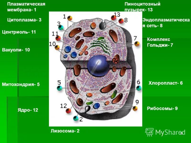 Хлоропласт и центриоль