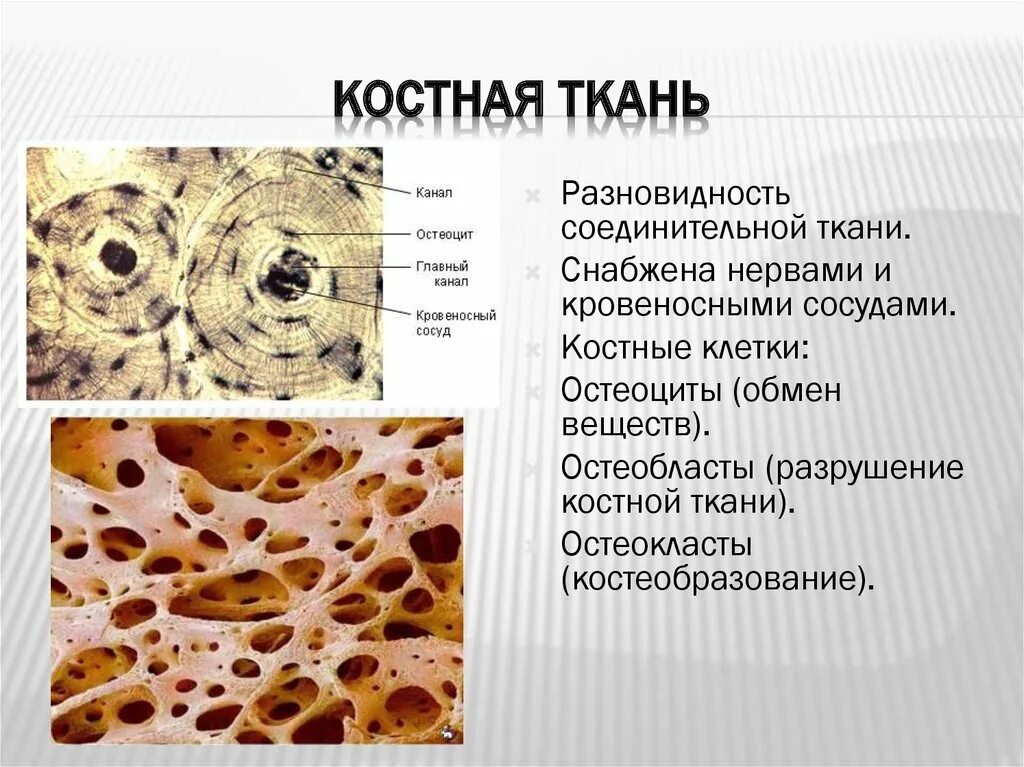 Биология 8 конц. Пластинчатая костная ткань остеобласты. Пластичная костная ткань клетки. Костная пластинчатая соединительная ткань. Костаная соединительная тканбь.