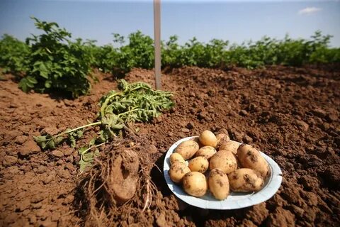 Картофелем заняли