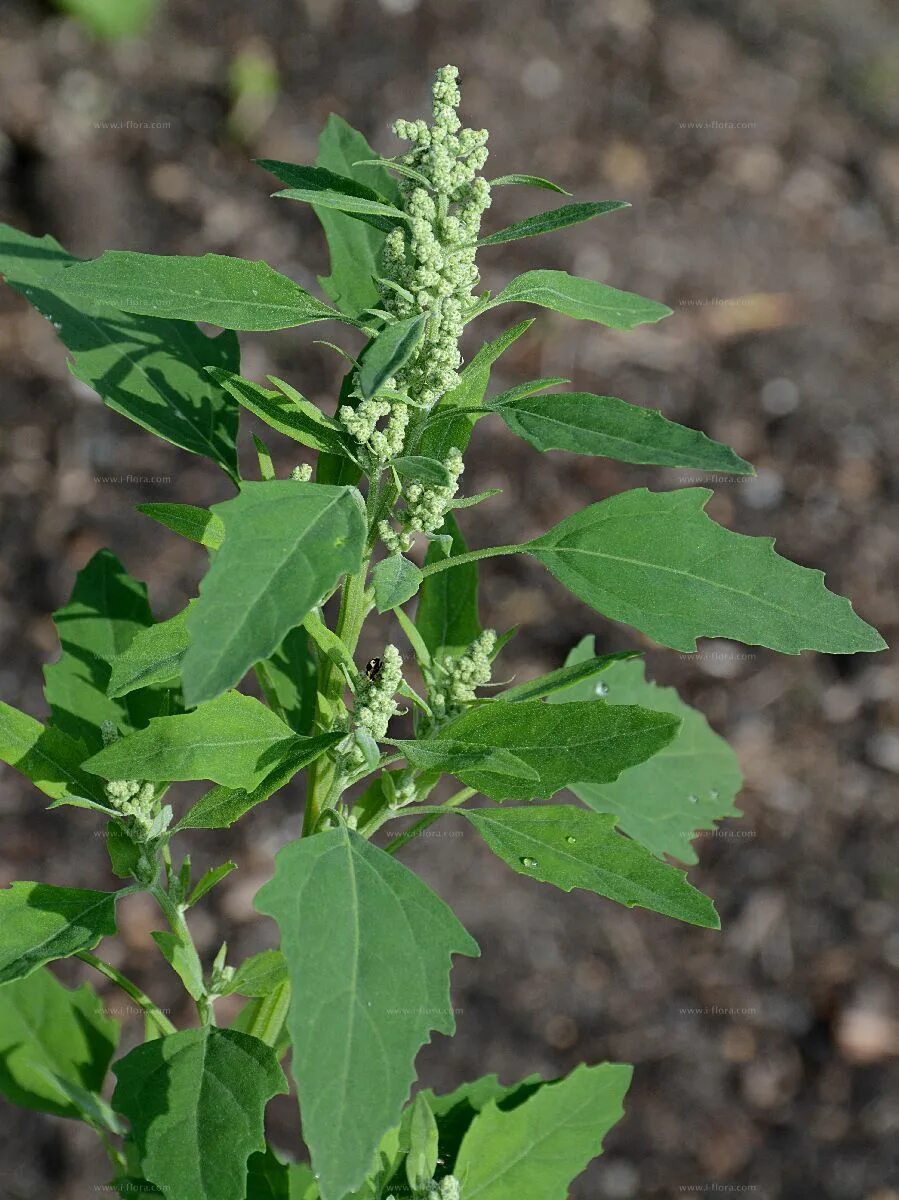 Марь фото. Марь белая лебеда. Марь белая (Chenopodium album). Марь Chenopodium l.. Chenopodium album.