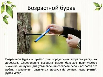 Возраст растущего дерева