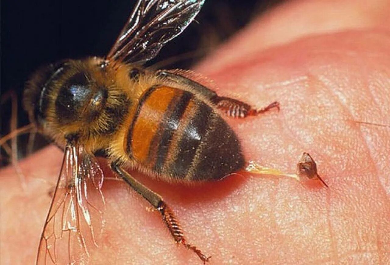 Шмель пчела Оса Шершень. Шмель пчела Оса Шершень укусы. Оса пчела Шмель Шершень отличия. Жало пчелы осы шмеля и шершня.