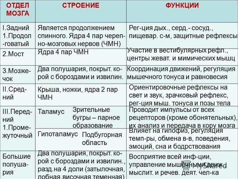 Отдел мозга особенности функции. Таблица по биологии строение и функции головного мозга. таблица по биологии 8 класс отделы головного мозга строение и функции. функции отделов головного мозга таблица. головной мозг таблица 8 класс биология отдел строение функции.