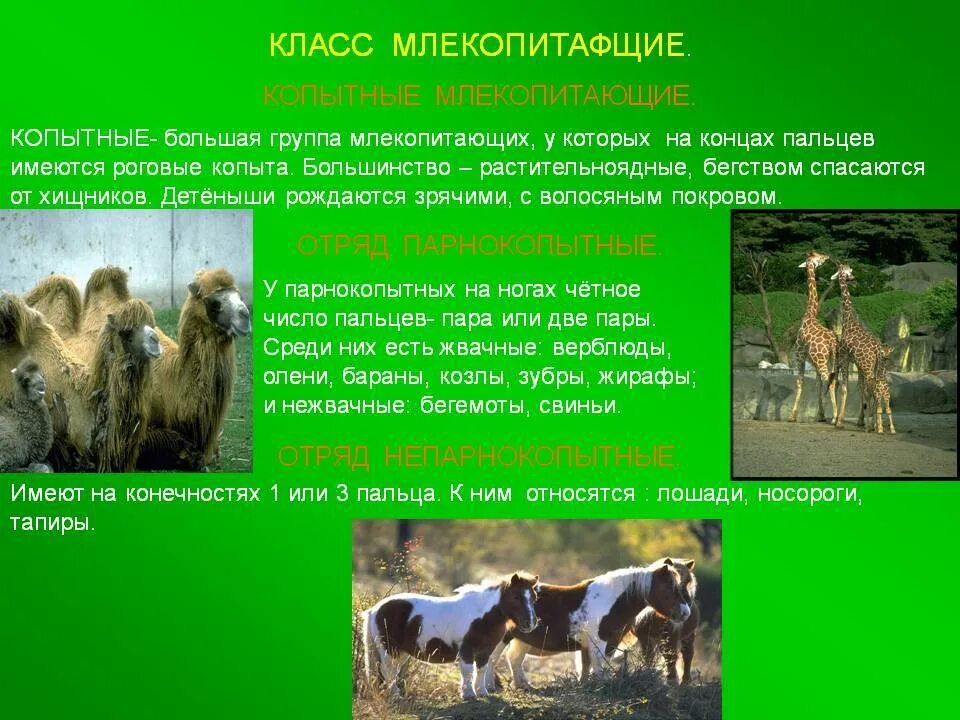 Крупного животного класса млекопитающие. Презентация копытные млекопитающие. сообщение о парнокопытных животных. копытные 7 класс презентация на тему. отряд парнокопытные среда обитания.