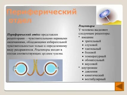 Зрительный периферический отдел