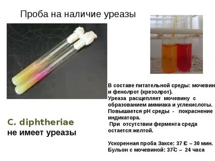 Уреазная активность бактерий