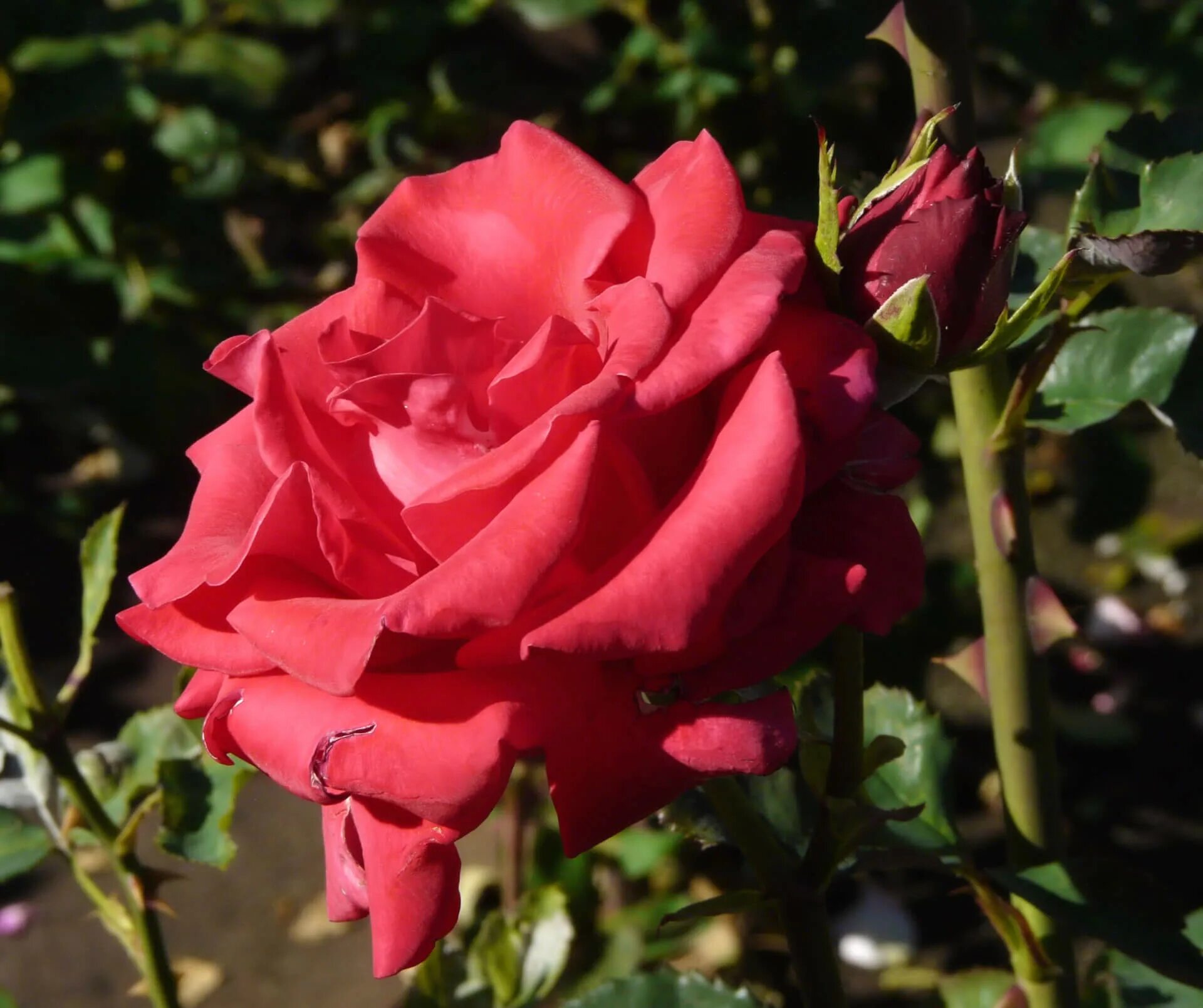 Роза красный кардинал. Розы кардинал фото. Роза чайно-гибридная кардинал. Розы кардинал фото. Розы кардинал (кордес).