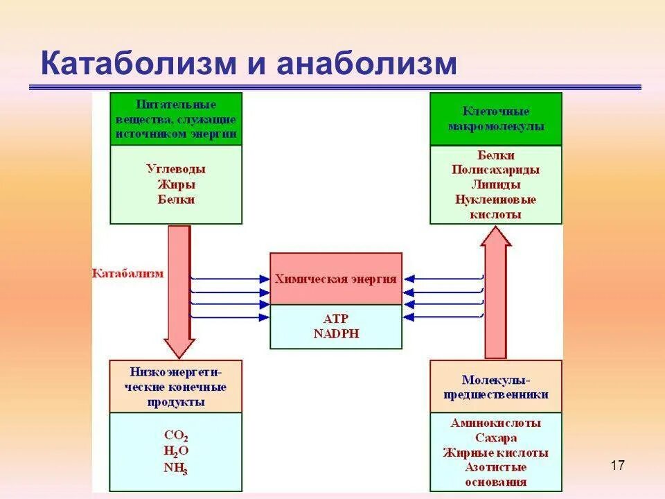 Основной процесс клеточного обмена. Метаболизм схема анаболизм и катаболизм. Взаимосвязь анаболизма и катаболизма схема. Схема обмена веществ анаболизм катаболизм. Взаимосвязь процессов катаболизма и анаболизма..