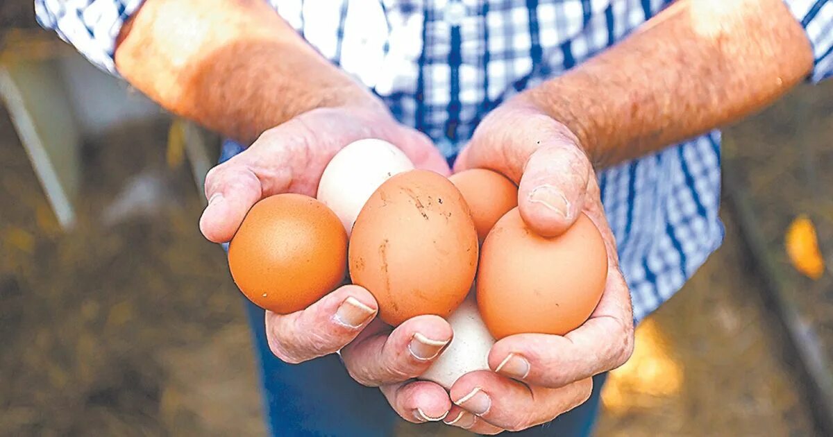 К чему снится видеть яйца. Собирание яиц. Собиратель яиц. Фермер с яйцами. Сборка яиц.