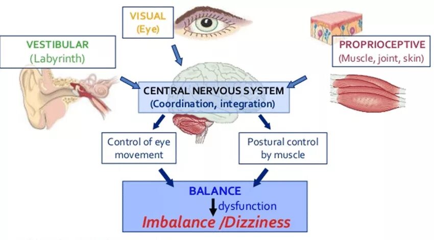 Controlling balance movement and coordination. Sensory system. sensory damage system. 1. controlling balance, movement a coordination. volume controls and sensory system.