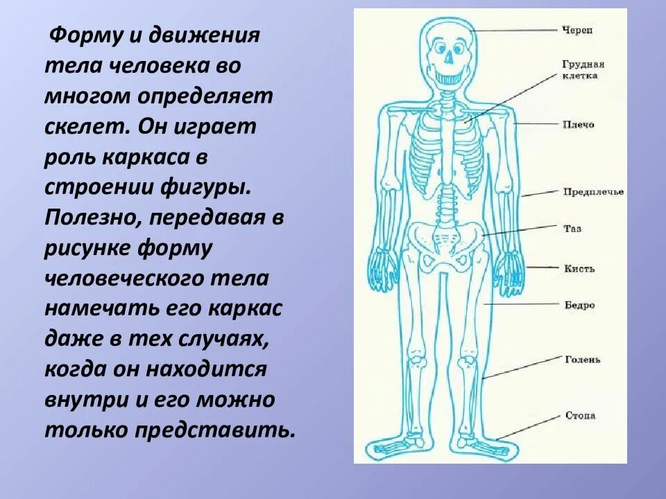 Рисунок человека с информацией о человеке. Как по скелету определить Возраст человека. Найдите соответствие на рисунке человек. Как по скелету определить пол человека. Что определяет скелет