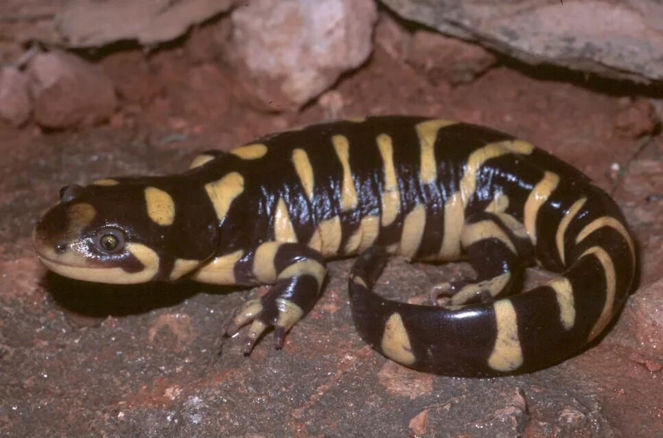 амбистомовые. амбистома амбистома. мексиканская тигровая амбистома. амбистомовые. мексиканская тигровая амбистома.