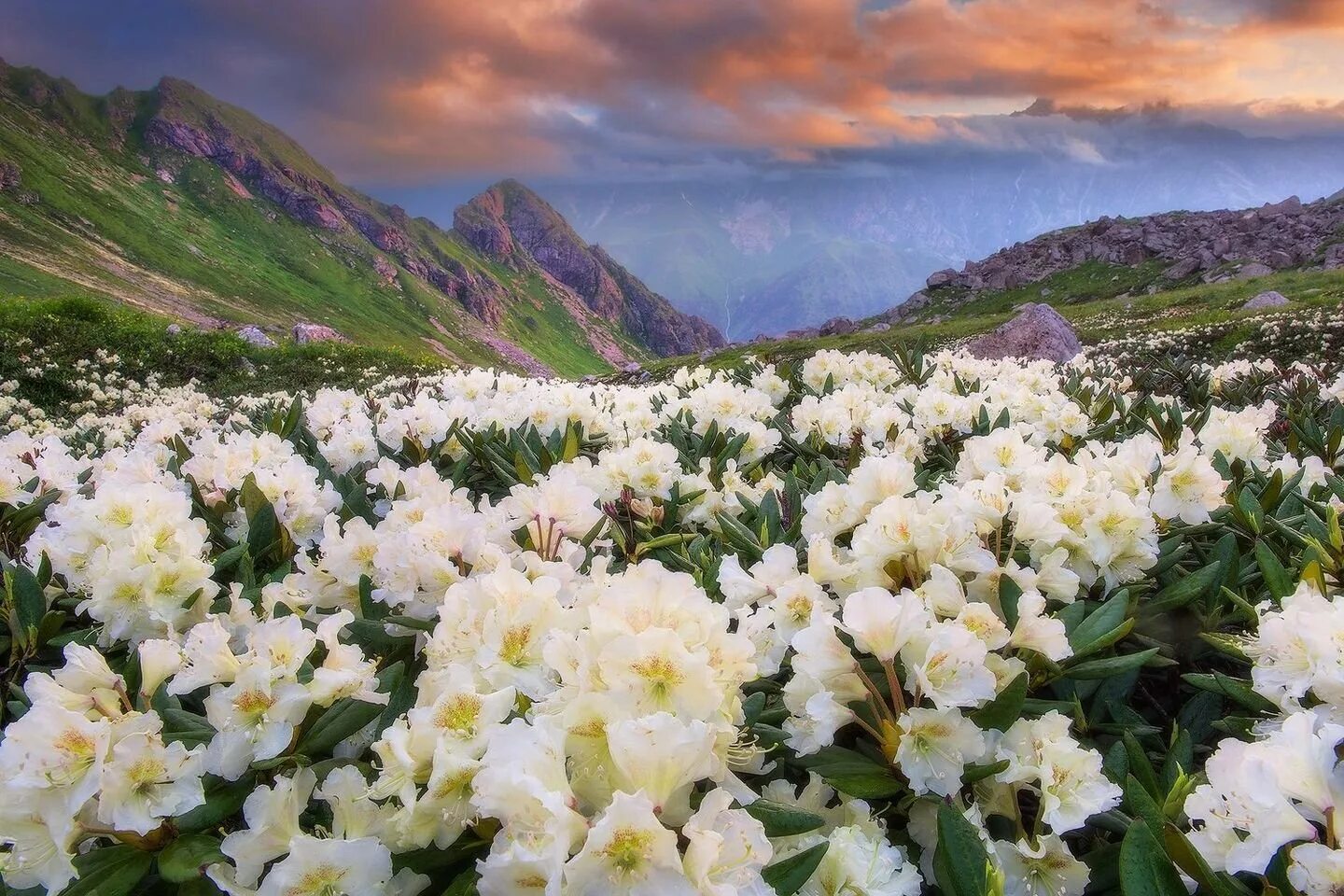 Flowers valley. Рододендрон в Северной Осетии. Альпийские Луга Северной Осетии. Рододендрон Тибет. Рододендрон белый горный.