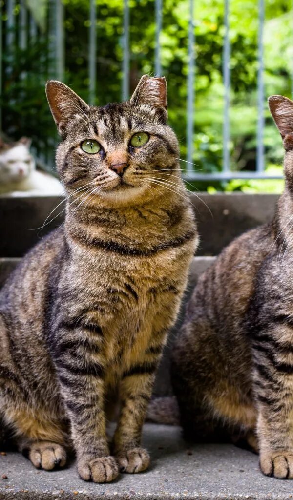 Два брата кота