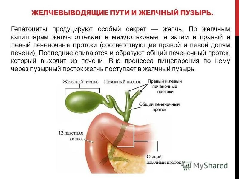 Сколько желчи пьют