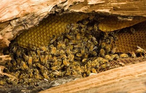 Wildbee pics
