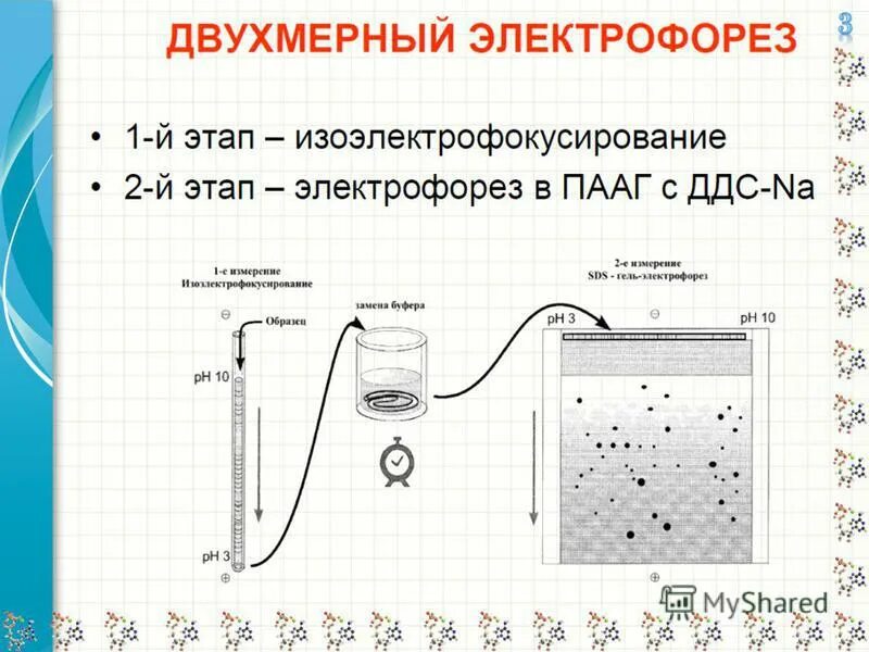 Тест песня электрофорез. Двумерный электрофорез принцип метода. Двумерный гель-электрофорез принцип метода. Двумерный гель-электрофорез белков. Двумерный электрофорез белков.