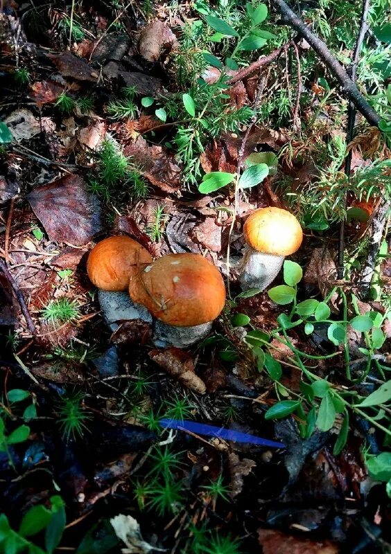 грибы в карелии 2023 год