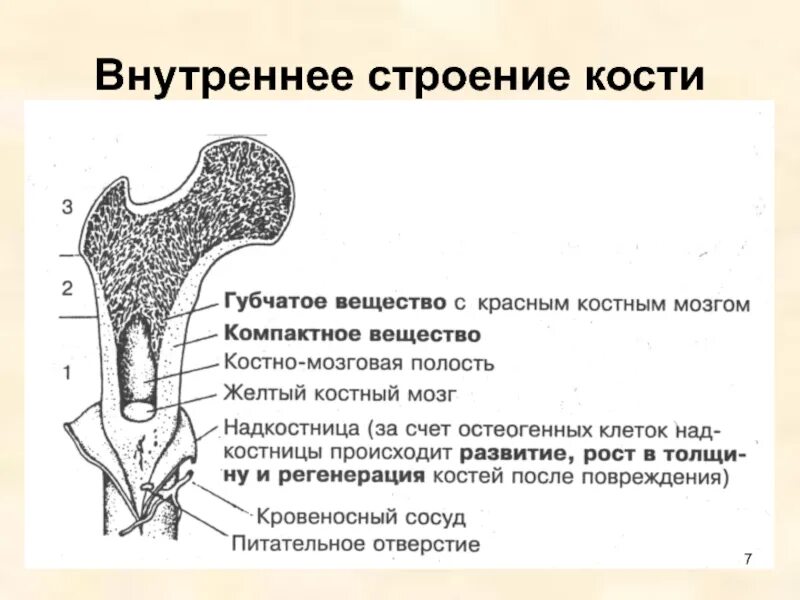 Внутренняя поверхность костей. Внутреннее строение трубчатой кости рисунок. Трубчатая кость строение и функции. Строение кости 8 класс Сонин. Рис 14 строение трубчатой кости.