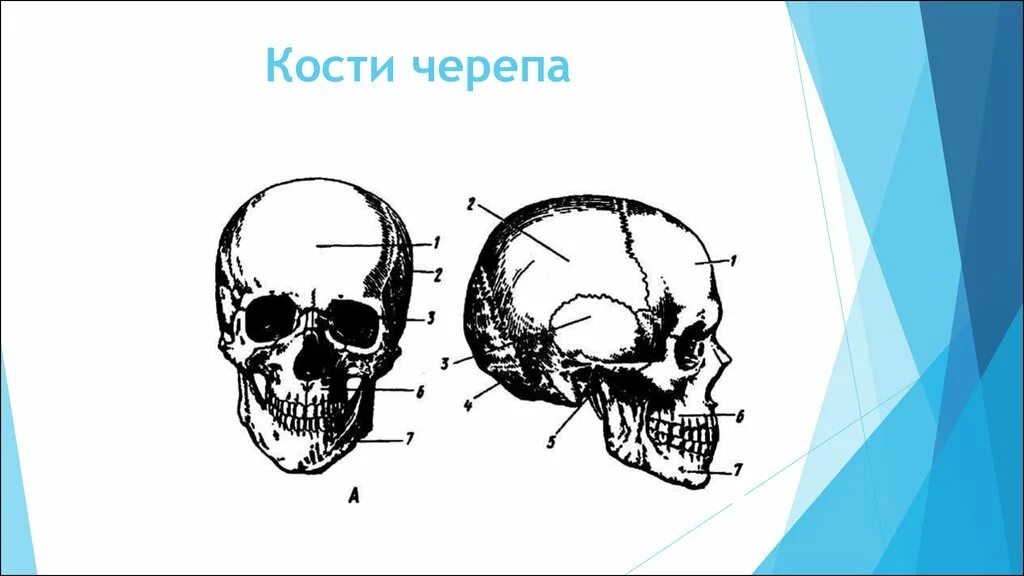 Назови кости черепа. Кости черепа. Череп с подписями костей. Строение черепа без подписей. Кость черепа.