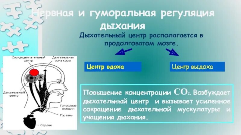 Что не характерно для гуморальной регуляции. Механизм выдоха регуляция дыхания. Регуляция дыхания рефлекторная регуляция дыхания. Регуляция дыхания дыхательный центр. Возбуждение дыхательного центра.