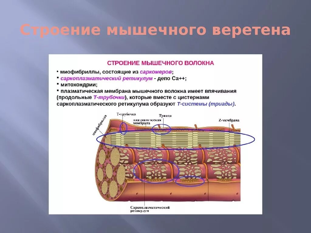 Мышечное Веретено гистология. Строение мышечного веретена. Мышечное Веретено схема. Структура и функции мышечных веретен. Мембрана мышечного волокна