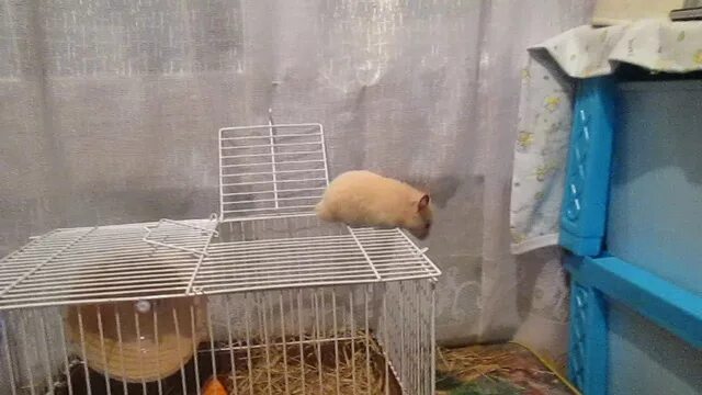 Хомяк в квартире. Ловушка для домашнего хомяка. Как найти сбежавшего хомяка. Хомячок сбежал. Как найти сбежавшего хомяка.