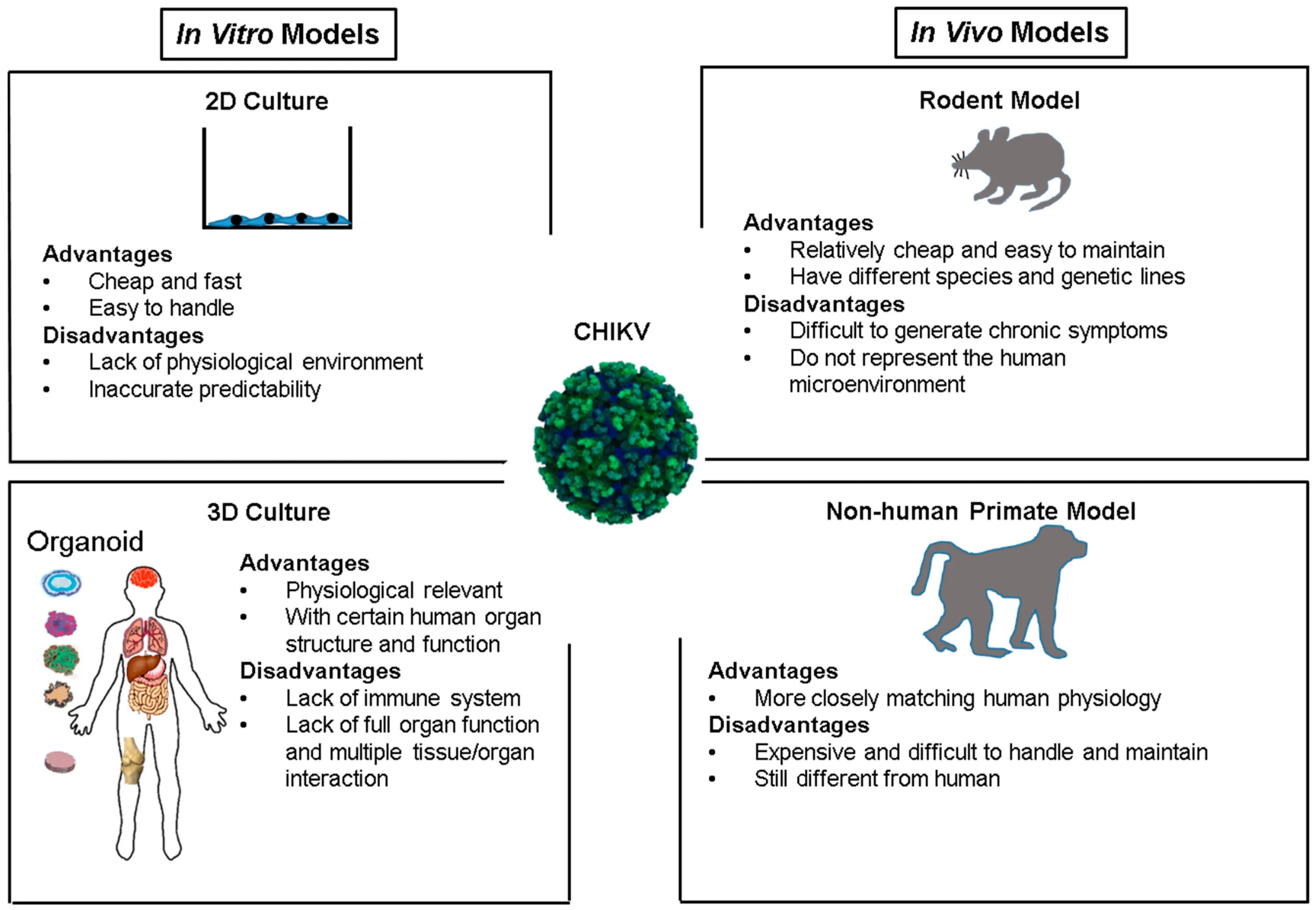 Исследования in vivo и in vitro. Метод in vivo in vitro. In vivo и in vitro что это такое. Методы in vivo.