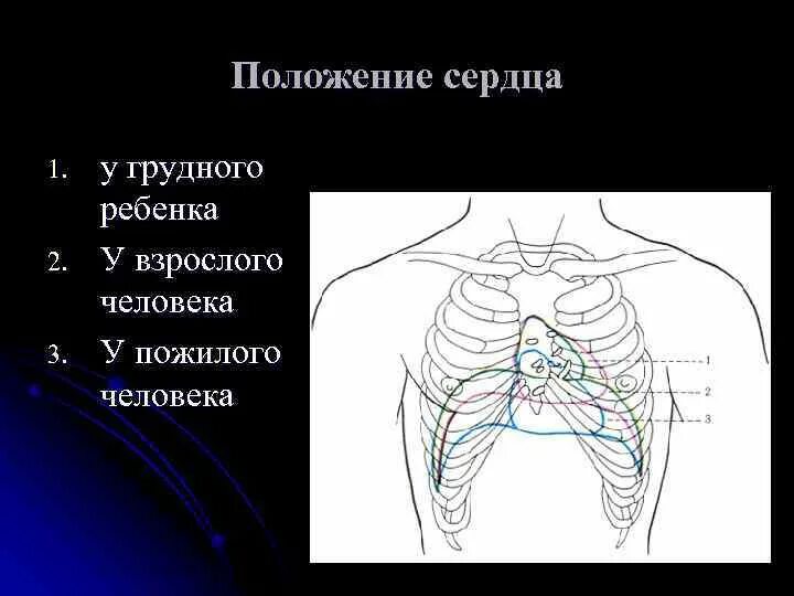 Вертикальная позиция сердца. Положение сердца у взрослого человека. Положение сердца в грудной. Сердце положение сердца.