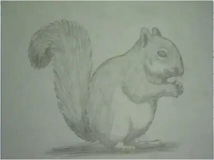 Видео как нарисовать белку