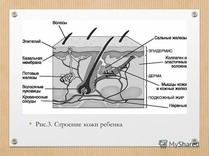 Конспект покровы тела строение и функции кожи