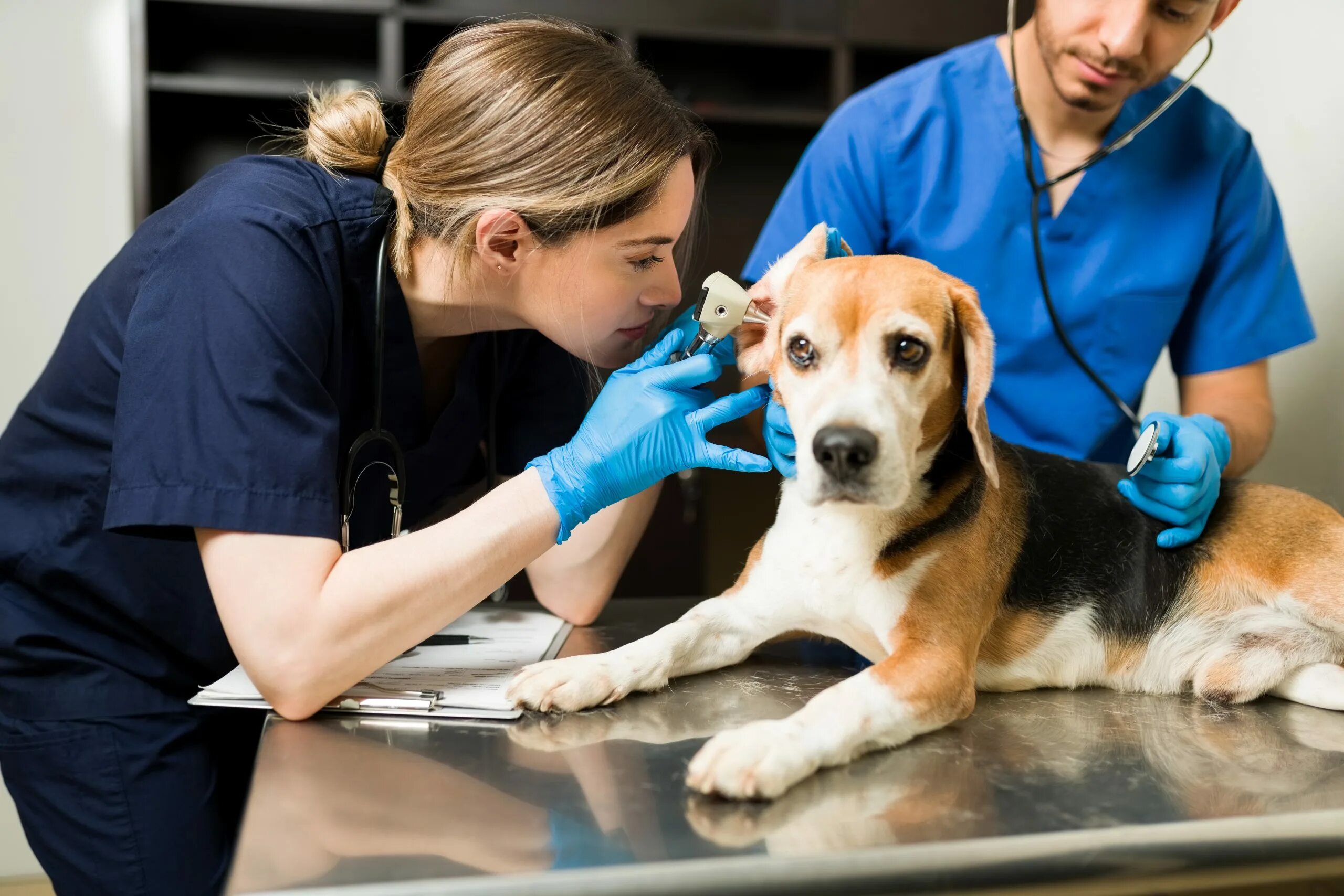 Проект ветеринарных правил. Бизнес ветеринарная клиника. Ветеринар женщина. Ветеринарная диагностика. Собака ветеринар Shutterstock.