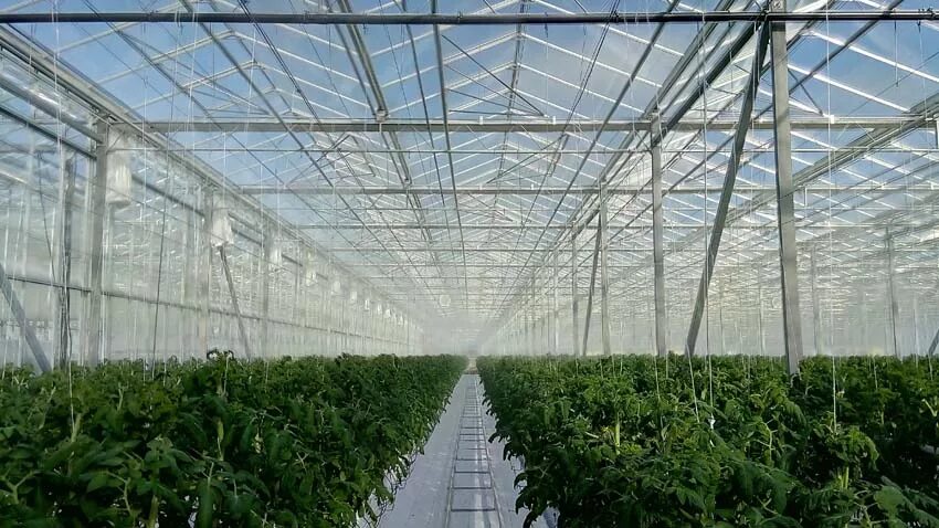 тепличный комплекс овощевод волжский. гринхаус-про тепличный комплекс. агрокомплекс тепличный владимир. тепличный комплекс грин фармер. старооскольские теплицы.