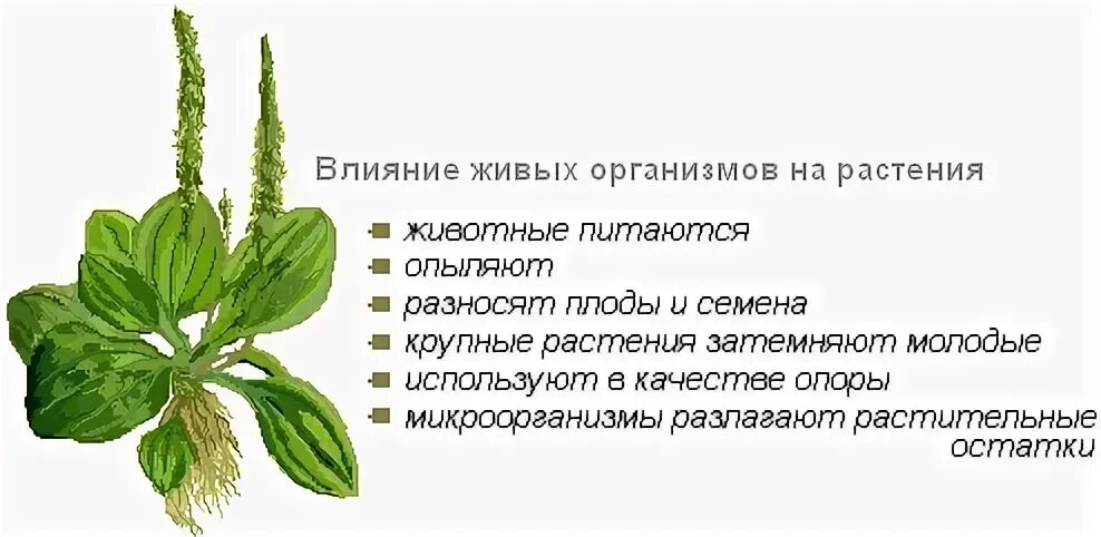 Прямое воздействие живых организмов на растения