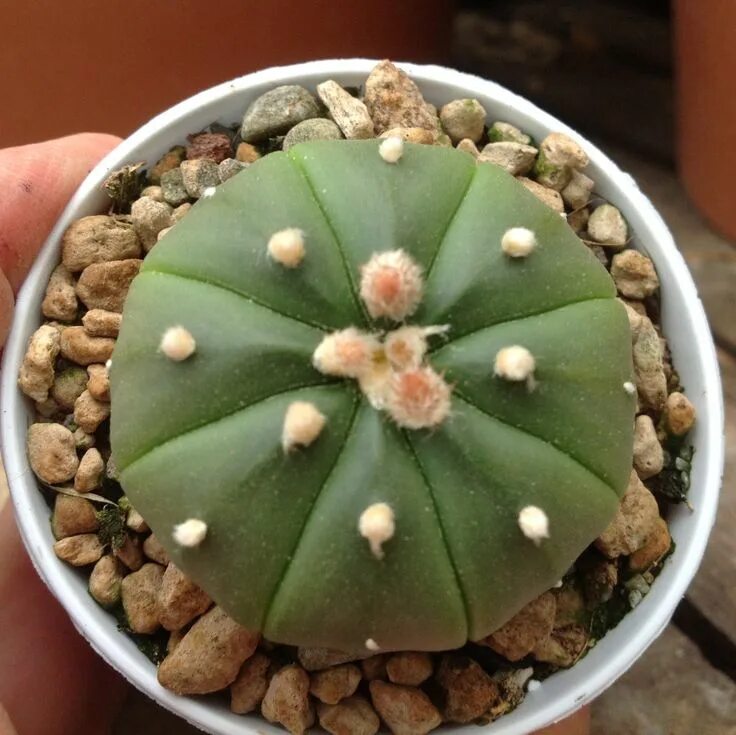 Astrophytum asterias. Астрофитум астериас нудум. кактус астрофитум астериас. суккулент рода astrophytum asterias.