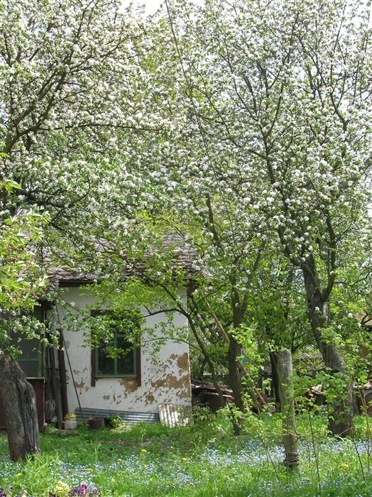 Вишнёвый сад Юрьев-польский. Вишневый сад цветет в Мелихово. Вишневый сад Коптево. Вишня в саду. Что случилось с вишневым садом