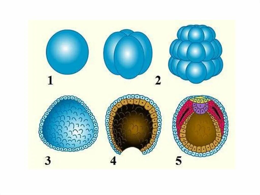 Зигота бластула гаструла. Бластула гаструла нейрула. Онтогенез бластула гаструла. Зигота морула бластула гаструла.