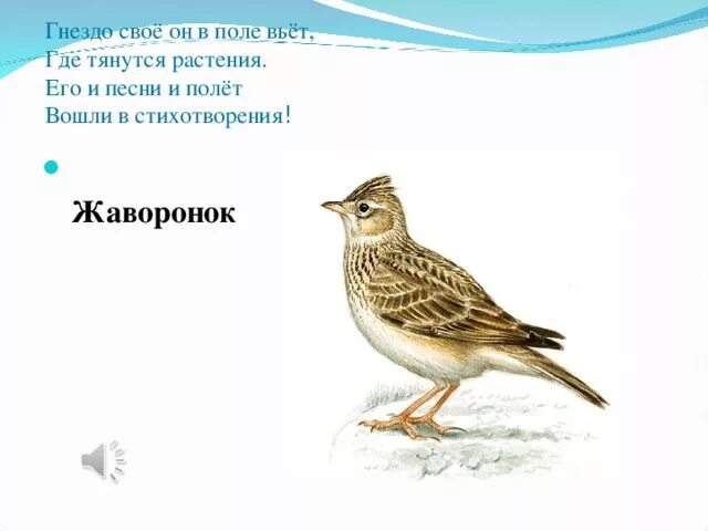 Текст стихотворения жаворонки. Загадка про жаворонка. Загадка про жаворонка для детей. Загадка про жаворонка для дошкольников. Жаворонок загадка про птиц для детей.