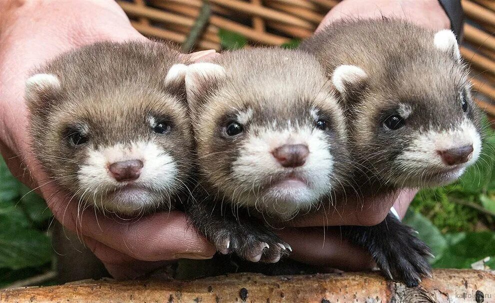 Харьков животный. Животные типа харьков. Приют для медвежат в тверской области. Харьков животных. Харьковский зоопарк фото.