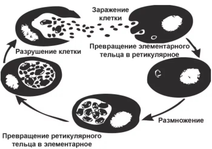 Жизненный цикл хламидий. Жизненный цикл хламидий схема. Цикл внутриклеточного развития хламидий. Схема жизненного цикла хламидии. Стадии цикла развития хламидий.