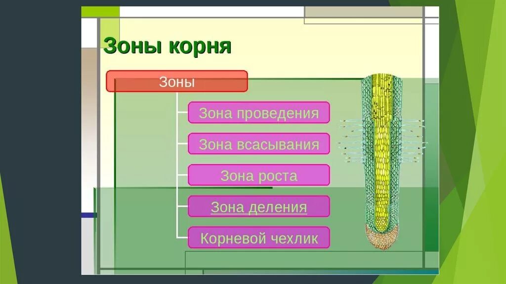 Зона деления корня ответ. Зоны корня. Строение корня зоны. 4 Зоны корня. Зоны корня 6 класс.