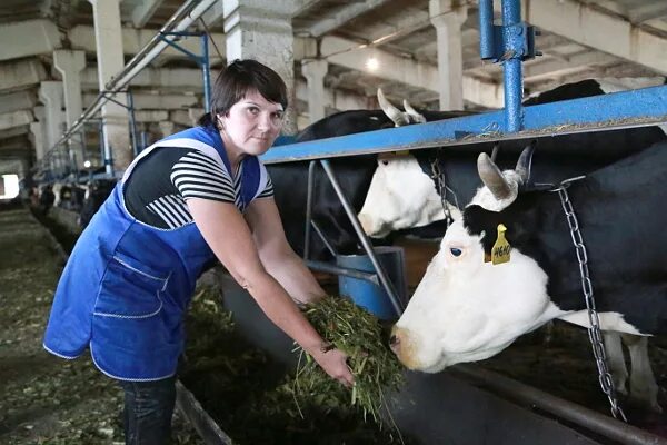 СПК Заря Увинский район. Доярка в коровнике. Коровы на ферме. Вахта ставропольский край