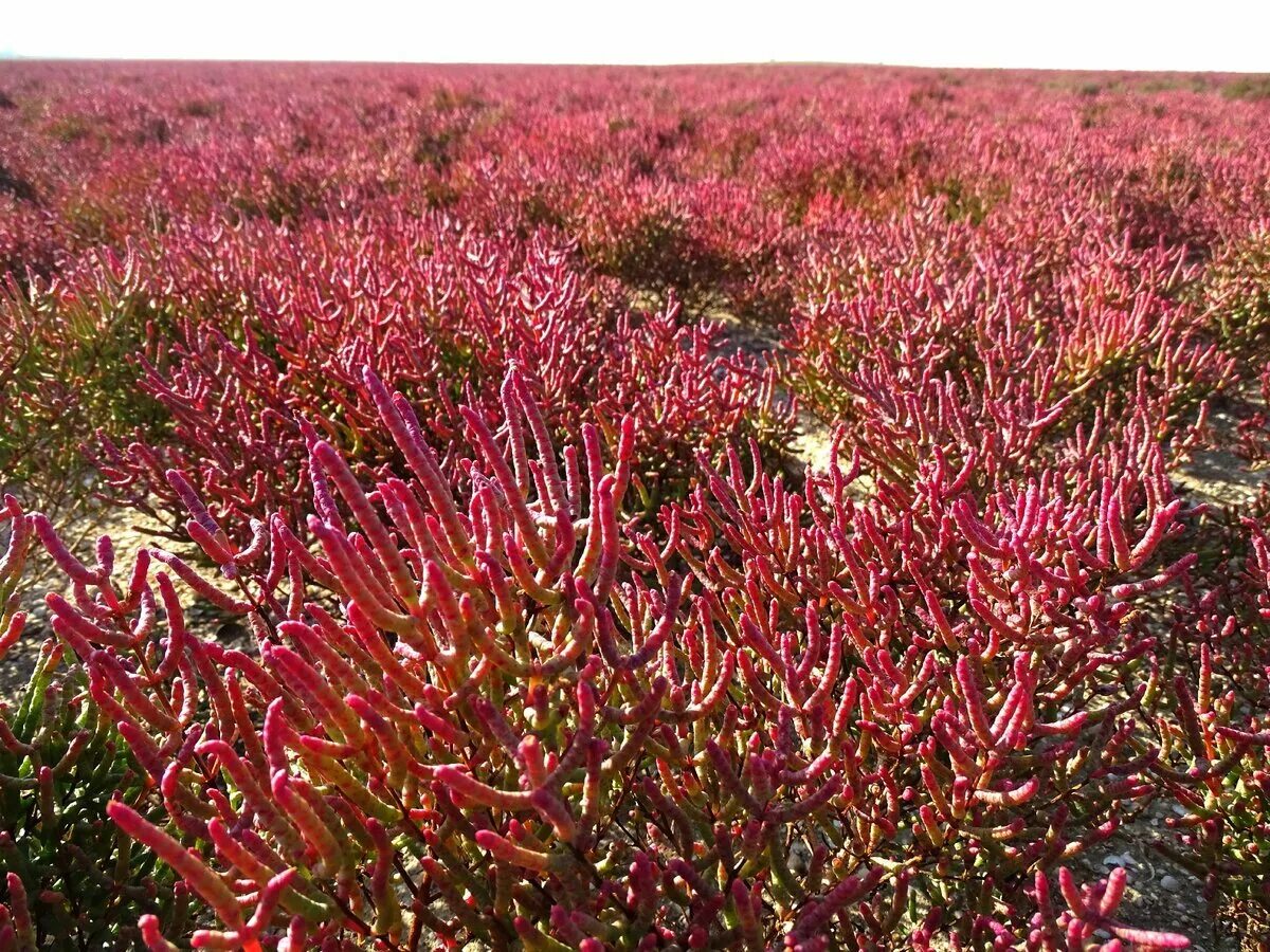 Солерос европейский. Галофиты. Галофиты. Растения галофиты солерос. Полынь галофит.