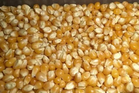 Зерна кукурузы оптом