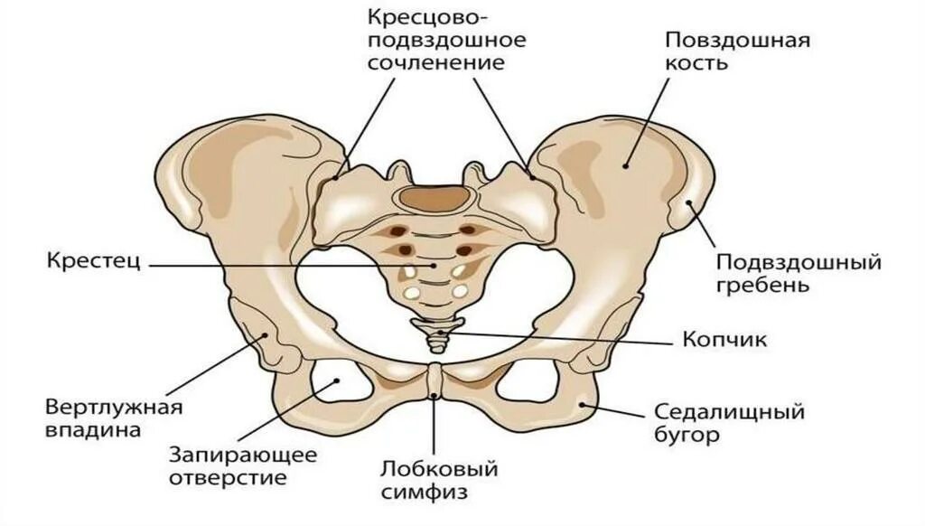 Три тазовые кости. Строение скелета таза. Строение костей тазового пояса. Строение скелета тазовой кости. Кости таза лонная кость анатомия.