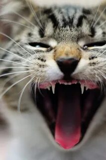 Пасть котенка